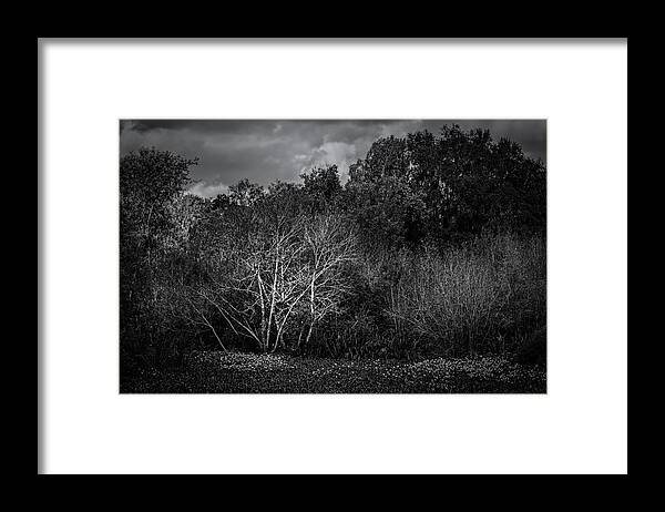 Blackandwhite Framed Print featuring the photograph The Birch Tree in Autumn by Mike Schaffner