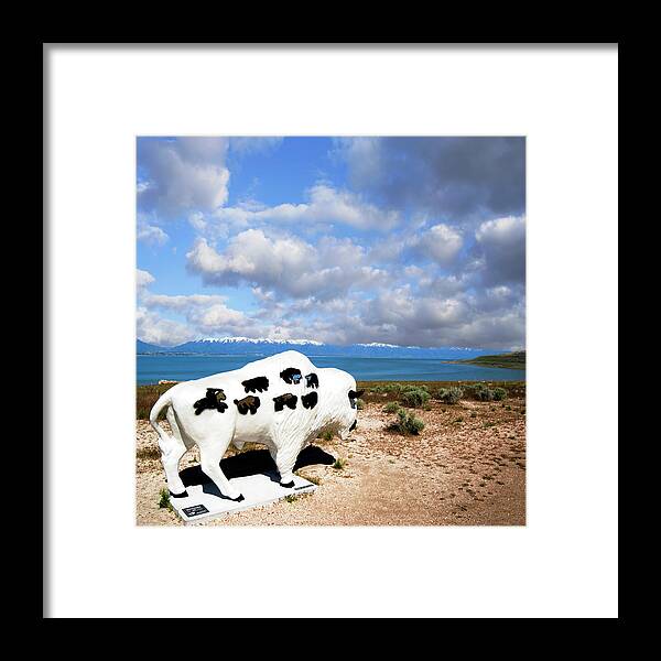 Antelope Island Bison Photo Framed Print featuring the photograph The Bison at Antelope Island square by Bob Pardue