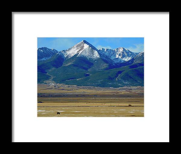 Dan Miller Framed Print featuring the photograph The Black Cow by Dan Miller