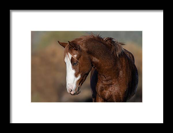 Stallion Framed Print featuring the photograph The Blaze. by Paul Martin