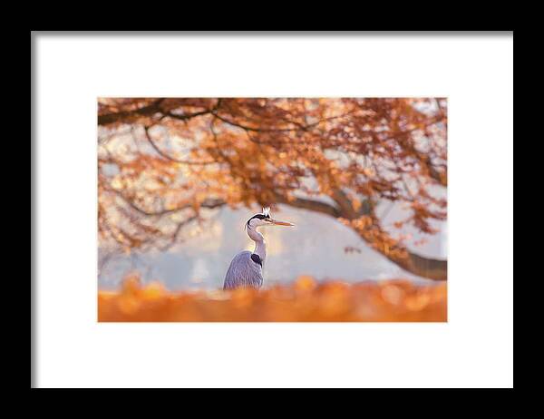 Blue Heron Framed Print featuring the photograph The Blue Heron and the Red Tree by Roeselien Raimond