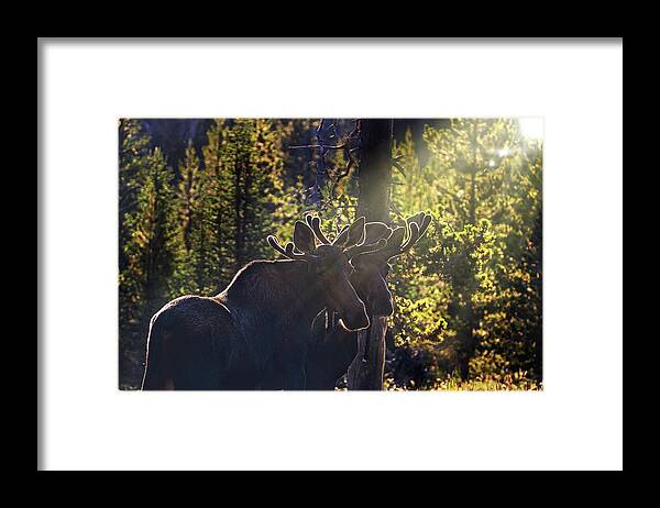 Bull Moose Framed Print featuring the photograph The Boys by Laura Terriere