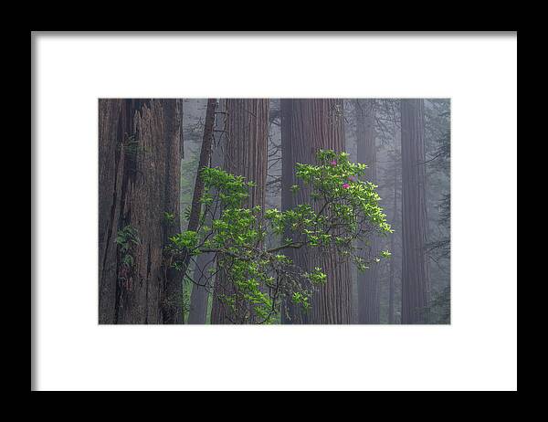 Redwoods Framed Print featuring the photograph Nature's perfection by Chuck Jason