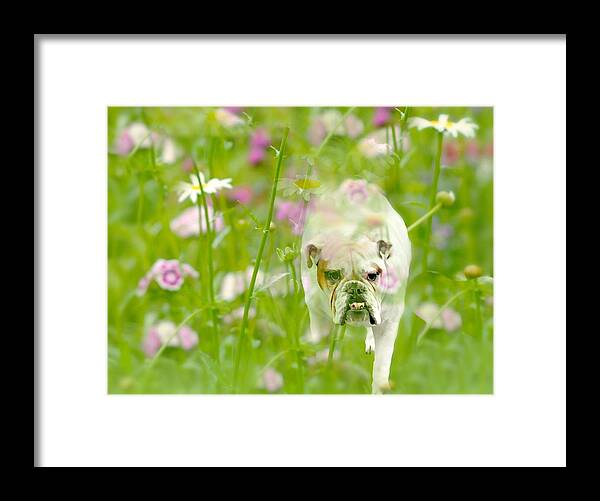 Alpha Dog Framed Print featuring the photograph The Bully by Diana Angstadt