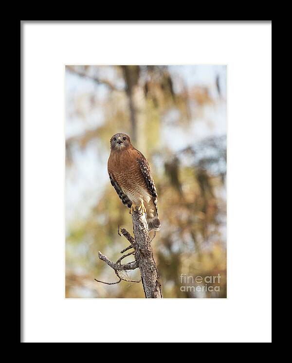 Red-shouldered Hawk Framed Print featuring the photograph The Calling by Jayne Carney