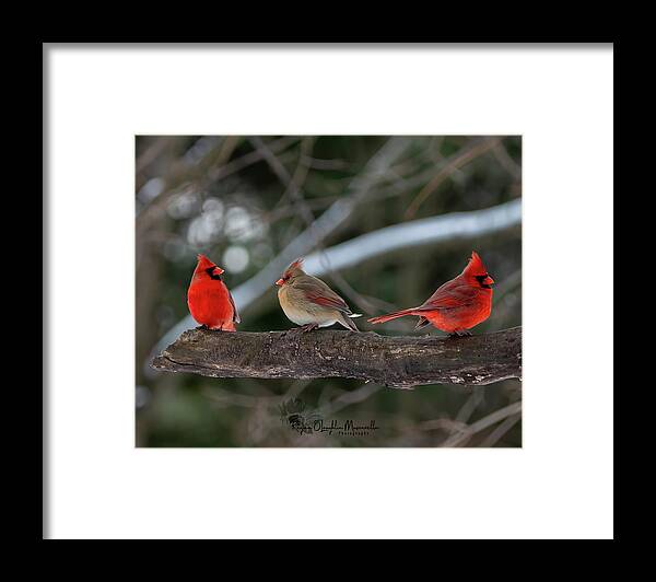 Cardinal Framed Print featuring the photograph The College of Cardinals by Regina Muscarella
