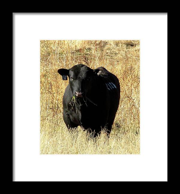 Angus Framed Print featuring the photograph The Colonel by Katie Keenan