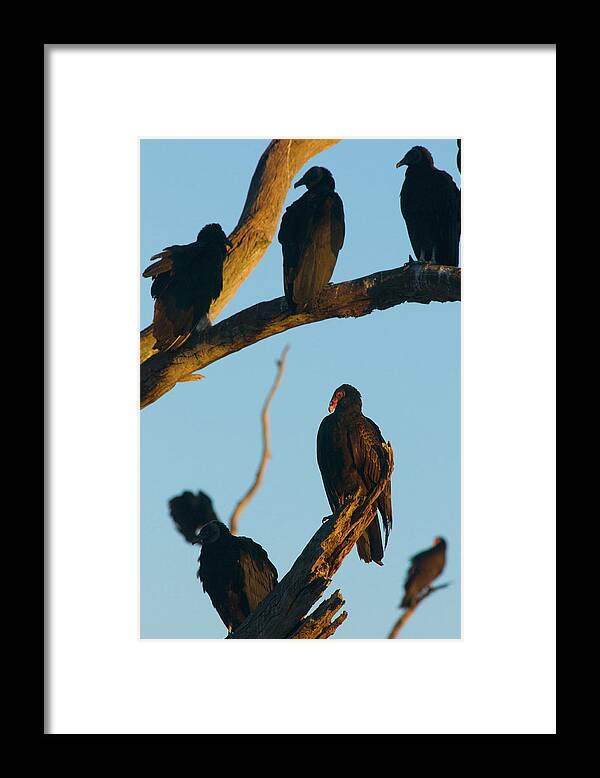 Animal Framed Print featuring the photograph The Committee by Melissa Southern