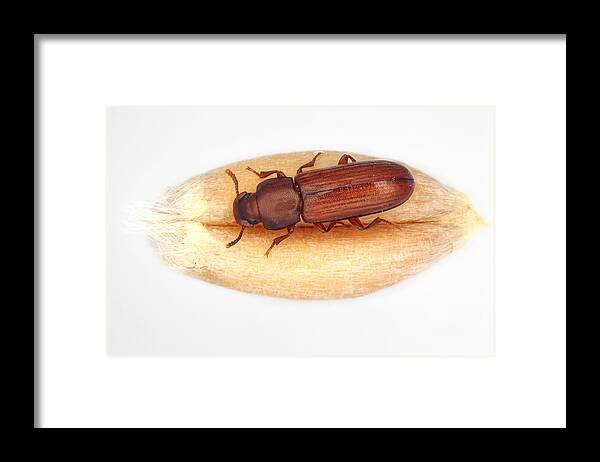 Insect Framed Print featuring the photograph The confused flour beetle Tribolium confusum is a type of darkling beetle known as a flour beetle, is a common pest insect in stores and homes known for attacking and infesting stored flour and grain. by Tomasz Klejdysz