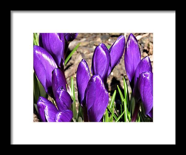 Flowers Framed Print featuring the photograph The Crocus is Spring's Promise by Linda Stern