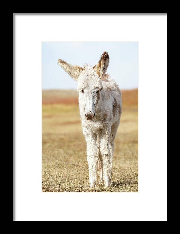 Wild Burros Framed Print featuring the photograph The cuteness by Mary Hone