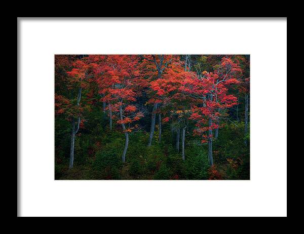 Autumn Framed Print featuring the photograph The Dancing Trees by Henry w Liu