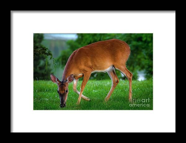 Deer Framed Print featuring the photograph The Deer by Shelia Hunt