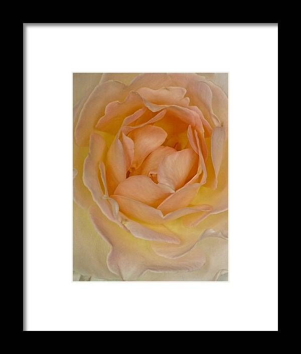 Flowers Framed Print featuring the photograph The Delicate Unfolding by Amelia Racca