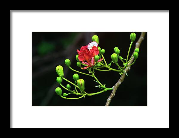 Nature Art Framed Print featuring the photograph The Delonix Regia by Gian Smith