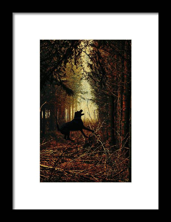 Dog Framed Print featuring the photograph The dog of the forest by Yasmina Baggili