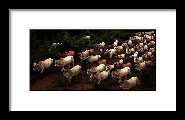 Cattle Framed Print featuring the photograph The Drive Home in Mexico by Wayne King