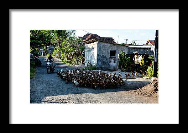 Bail Framed Print featuring the photograph The Duck Whisperer - Bali, Indonesia by Earth And Spirit