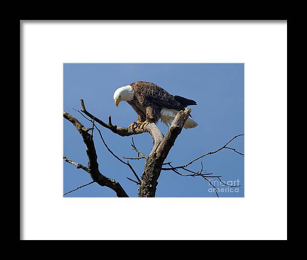 Eagles Framed Print featuring the photograph The Eagle Has Landed by Chris Scroggins