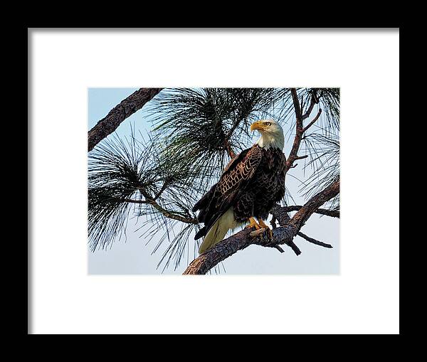Eagle Framed Print featuring the photograph The Eagle by Ron Dubin