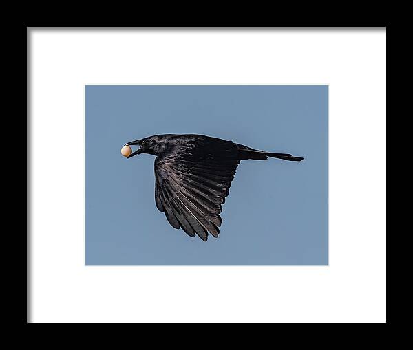 Crow Framed Print featuring the photograph The Egg Thief by Justin Battles
