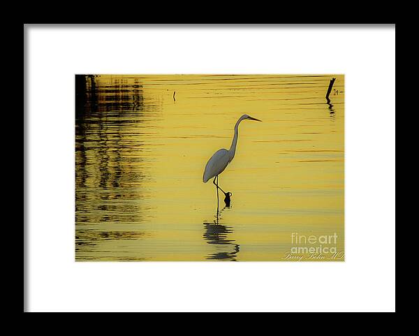 Egret Framed Print featuring the photograph The Egret by Barry Bohn