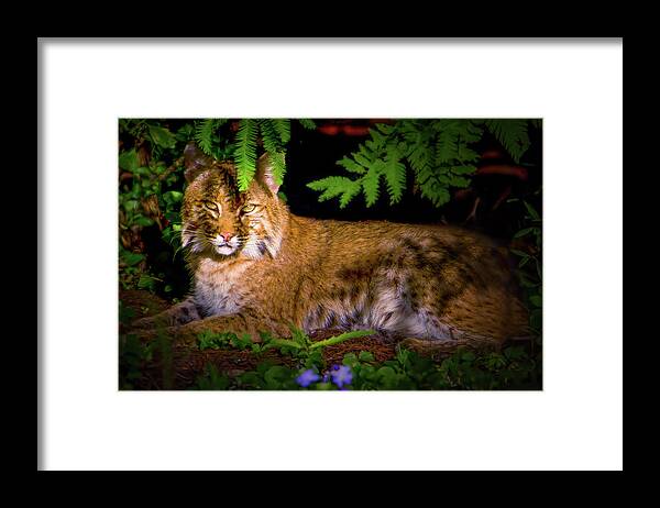 Bobcat Framed Print featuring the photograph The Elegant Bobcat by Mark Andrew Thomas