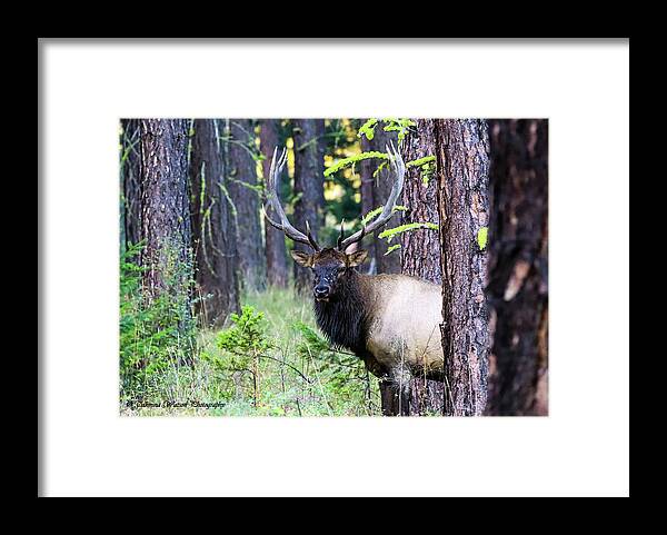 Elk Framed Print featuring the photograph The Elk and His Antlers by Tahmina Watson