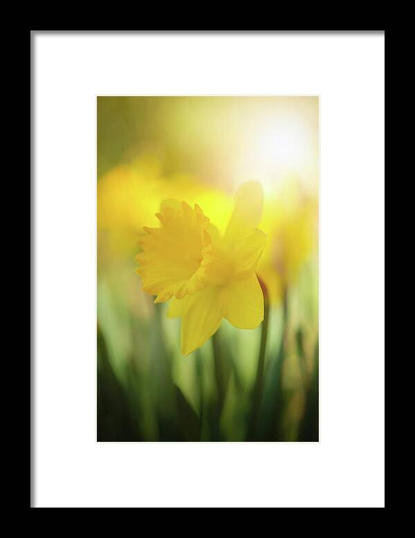 Daffodils Flowers Spring Framed Print featuring the photograph The First to Break Forth by Kim Carpentier