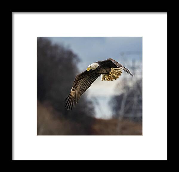 Eagle Framed Print featuring the photograph The Fisherman by Brian Shoemaker