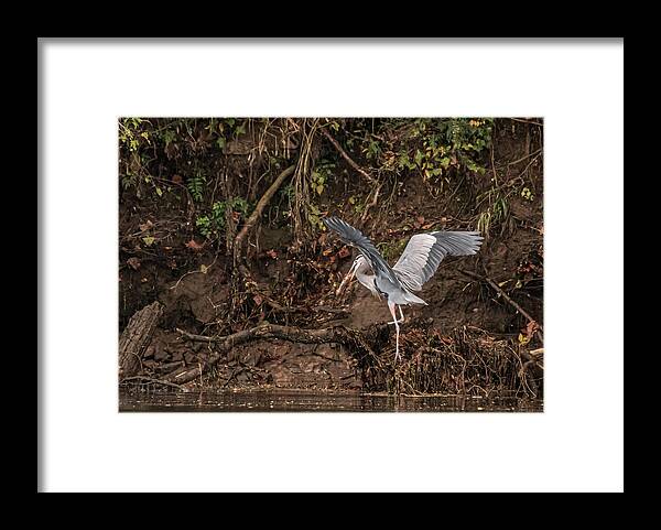 Heron Framed Print featuring the photograph The Fisherman by DArcy Evans