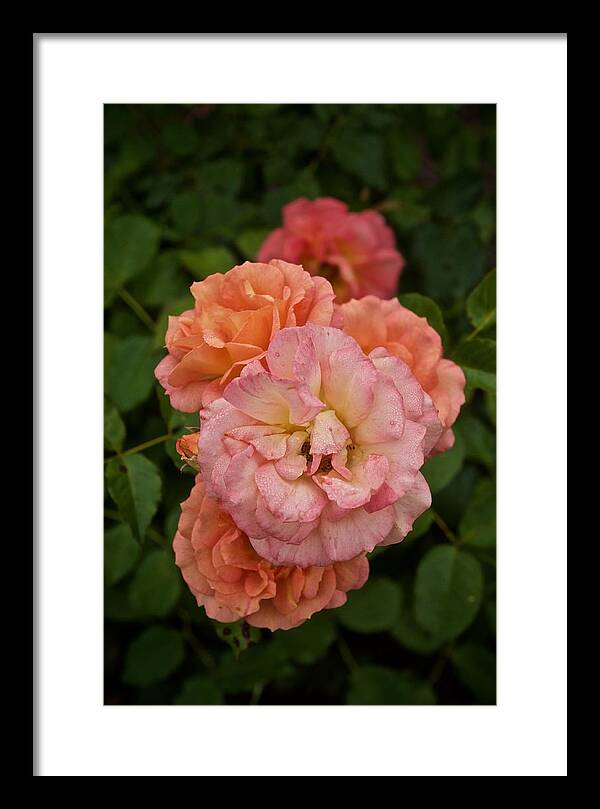 Roses Framed Print featuring the photograph The Five Roses Greeting Card by Richard Cummings