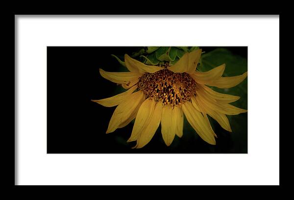 Flower Framed Print featuring the photograph The Flashy Wild Sunflower by Laura Putman