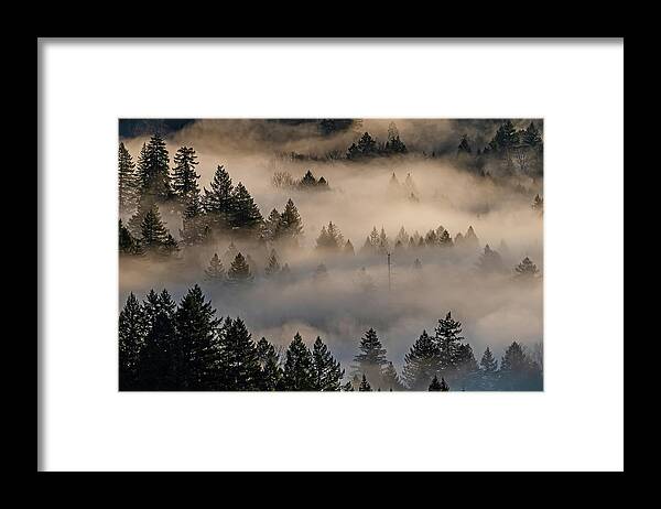 Fog Framed Print featuring the photograph The fog in the trees. by Ulrich Burkhalter