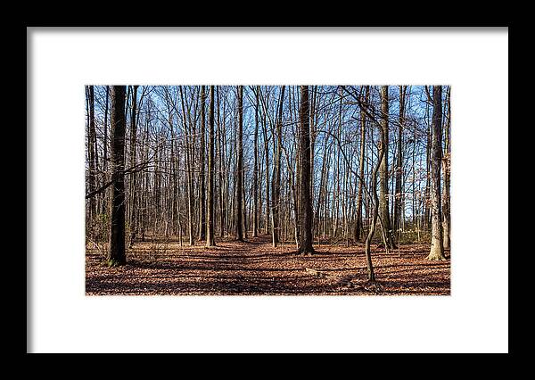 Brown Framed Print featuring the photograph The Forest 2023 by Louis Dallara