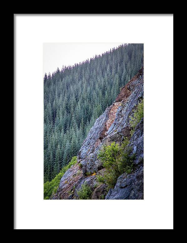 2019 Framed Print featuring the photograph The Fragile Forest by Gerri Bigler