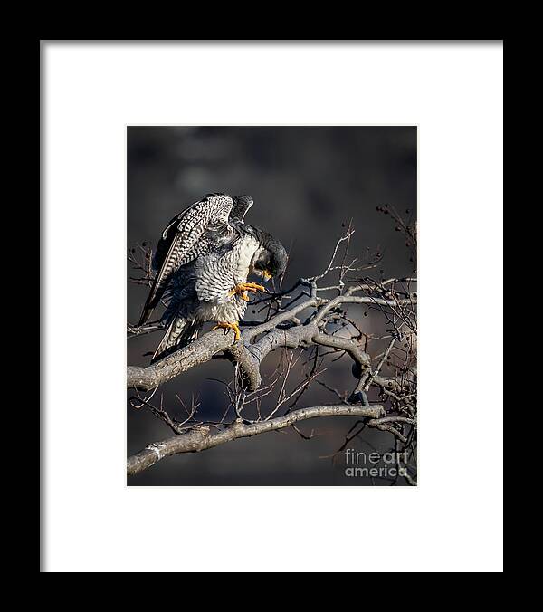 Peregrine Falcon Framed Print featuring the photograph The Gargoyle by Alyssa Tumale