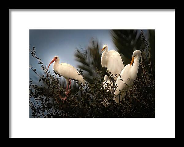 Birds Framed Print featuring the photograph The Gathering by Larry Marshall