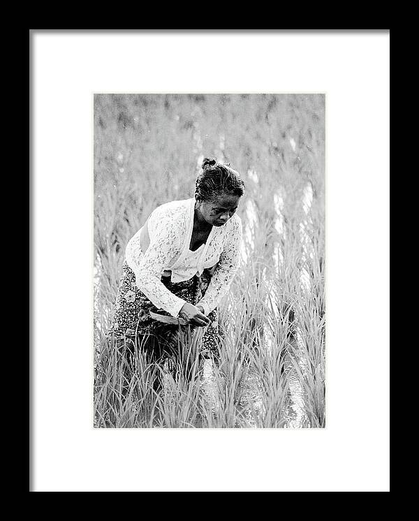 Villager Framed Print featuring the photograph The Good Earth - Rice Field, Bali, Indonesia by Earth And Spirit