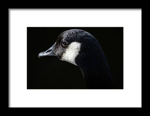 Goose Framed Print featuring the photograph The Goose by Jerry Cahill