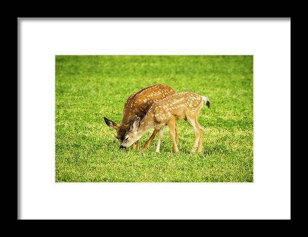 Grass Framed Print featuring the photograph The Grass is Greener by Mike Lee