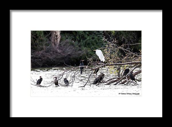 Egret Framed Print featuring the photograph The Great Egret and Her Court by Tahmina Watson