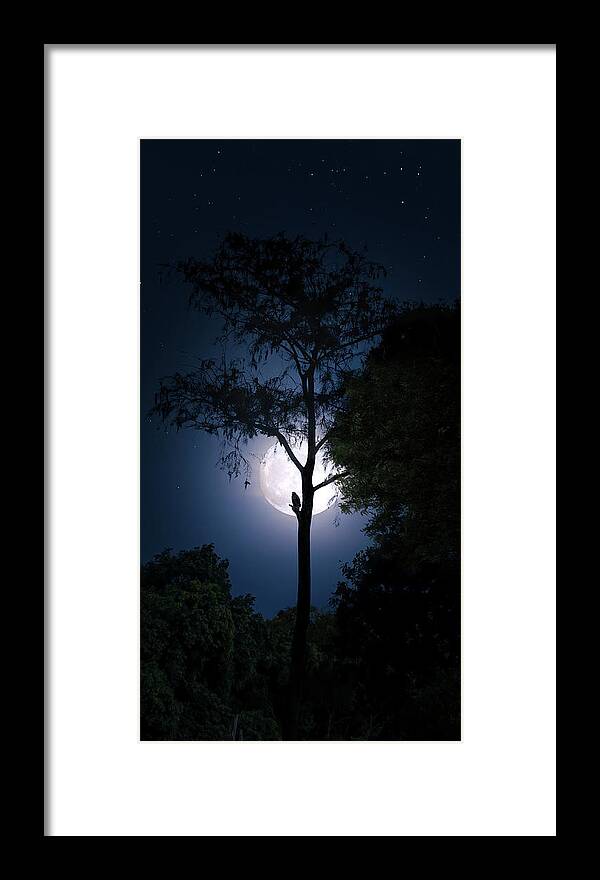 Hawk Framed Print featuring the photograph The Hawk and the Moon by Mark Andrew Thomas