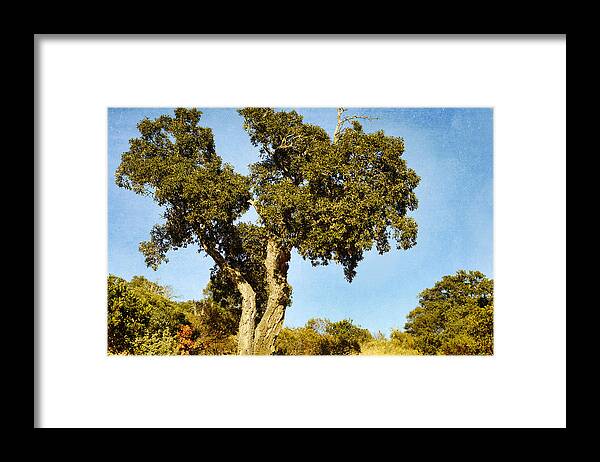 Tree Framed Print featuring the photograph The heat is here by Yasmina Baggili