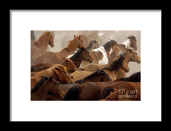 Horses Framed Print featuring the photograph The Herd by Carien Schippers