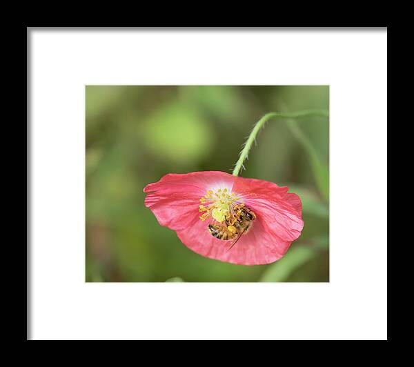 Shirley Poppy Framed Print featuring the photograph The Honey Bee and Poppy 2019 by Thomas Young