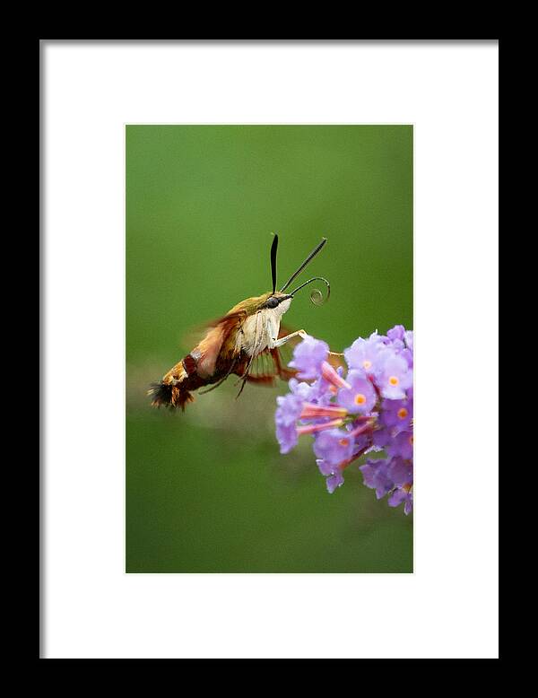 Cool Framed Print featuring the photograph The Hummingbird Moth by Linda Bonaccorsi