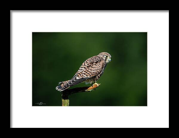 Kestrel Framed Print featuring the photograph The hunting position in profile for the young kestrel by Torbjorn Swenelius