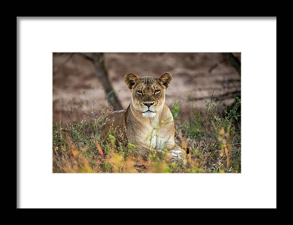 Africa Framed Print featuring the photograph The hypnotizing look by Stefan Knauer