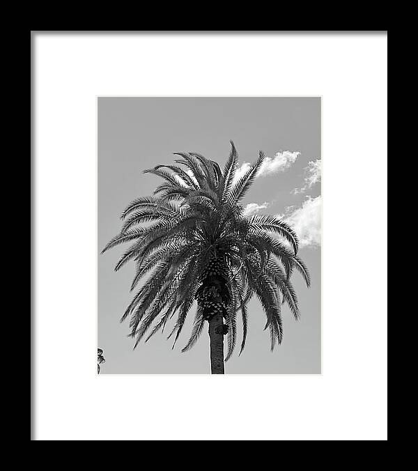 Palm Framed Print featuring the photograph The Joy of a Summer Sky by Calvin Boyer